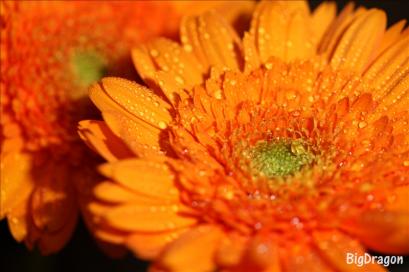 IMG_9438_s.jpg