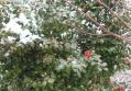 雪2