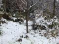 雪1