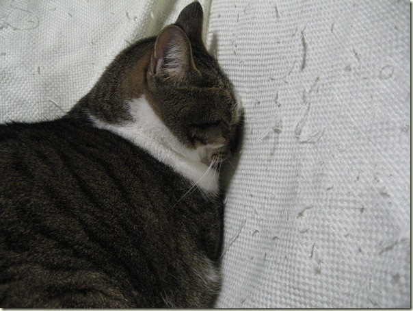 IMG_3616 IMG_3616