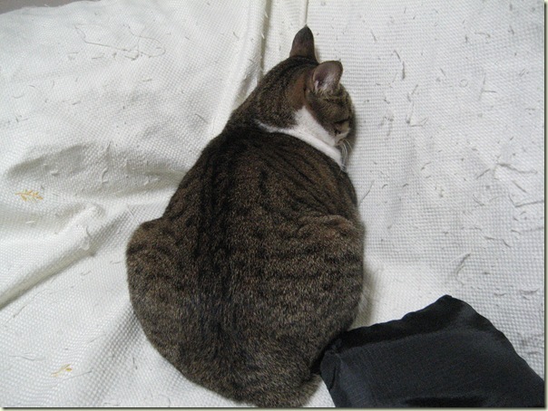 IMG_3617 IMG_3617