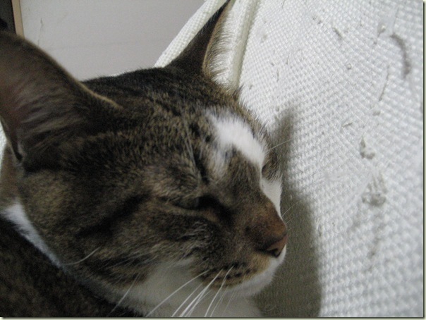 IMG_3618 IMG_3618