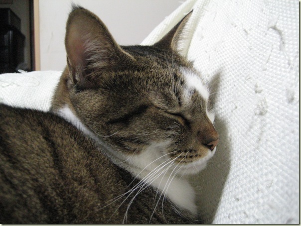 IMG_3619 IMG_3619