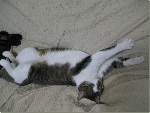 IMG_3940 IMG_3940