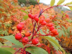 20141004_194.jpg