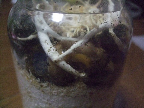 s-DSCF8514.jpg