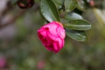 12月花-103