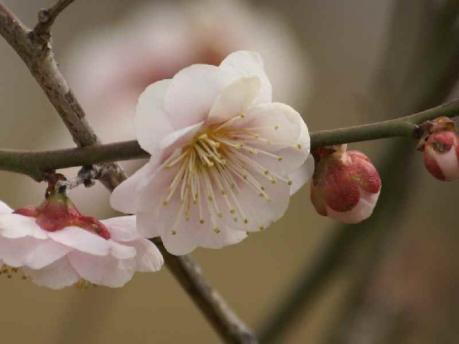 桜梅