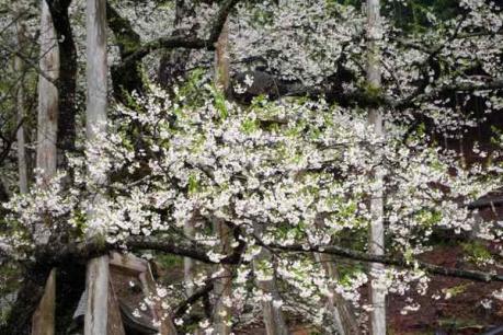 淡墨色で葉が目立ち始める