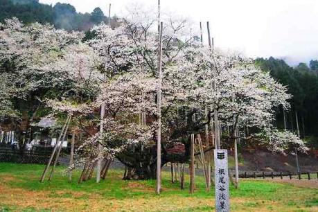 淡墨色に変化しつつある淡墨桜4.21