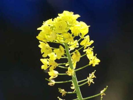 菜の花