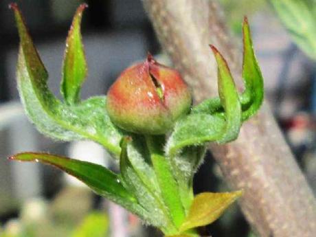 ハナミズキの花芽
