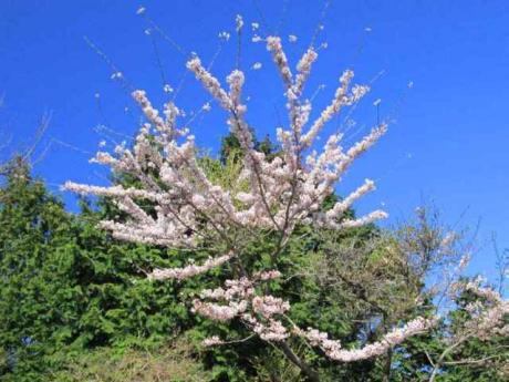 山桜