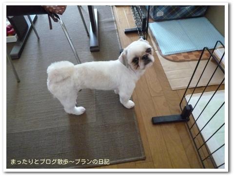 ブラン(2)