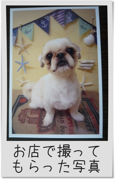 写真