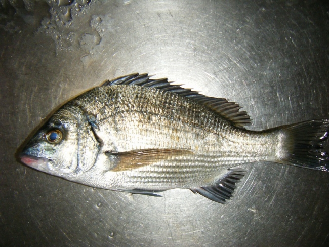 DSCF6971.jpg