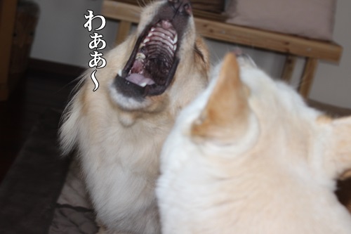 IMG_5304わあ