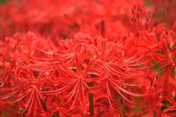 曼珠沙華2011(3)