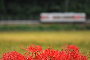 曼珠沙華2011(9)