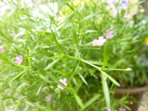 P10509299