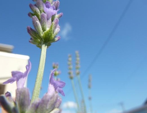 P10600722