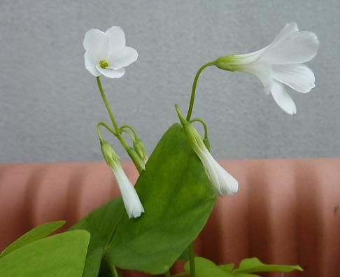 P10609777