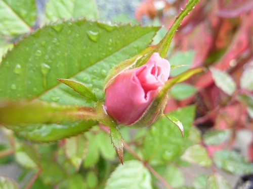 P11004201