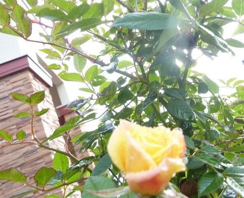 P11004277