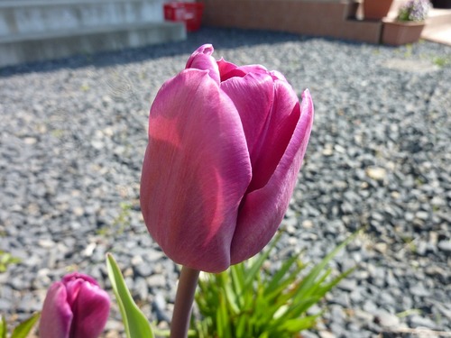 P11109511