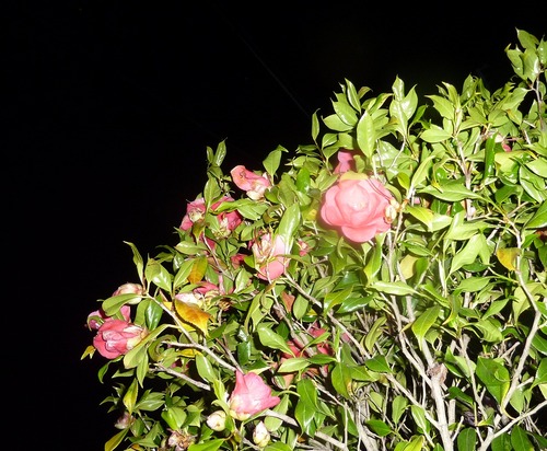 P11302311