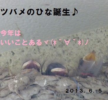 1P1130455