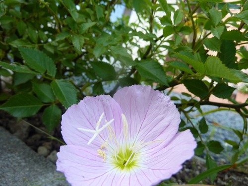 P11304591