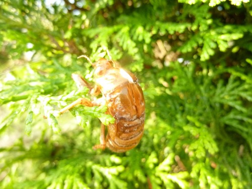 P11308011