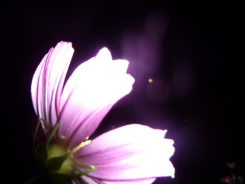P11502421