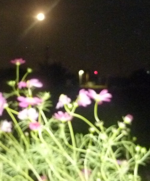 P11502591