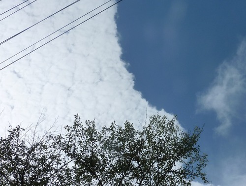 P11503121