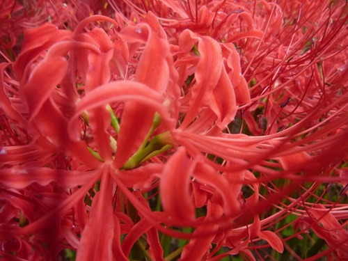 P11503942