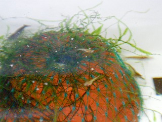2007.12.13-21.41.32.jpg