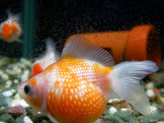 2008.01.11-22.50.34.jpg