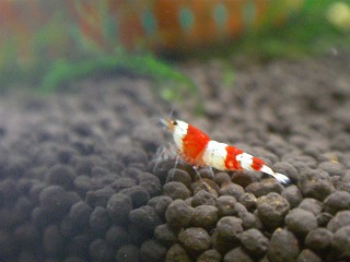 2008.02.18-23.30.13.jpg