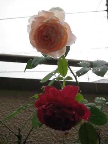 074_convert_20141005133357.jpg