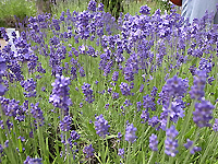 R0051313.jpg