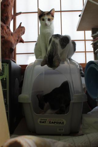 すっきり