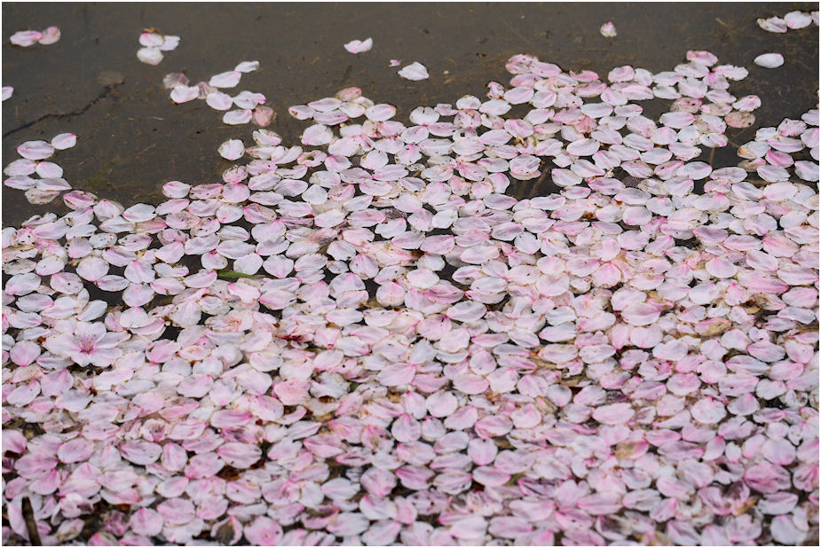 さくら花びら