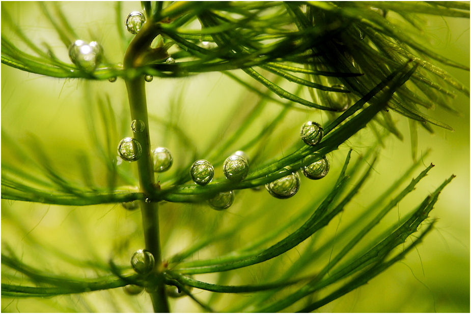 水草の気泡