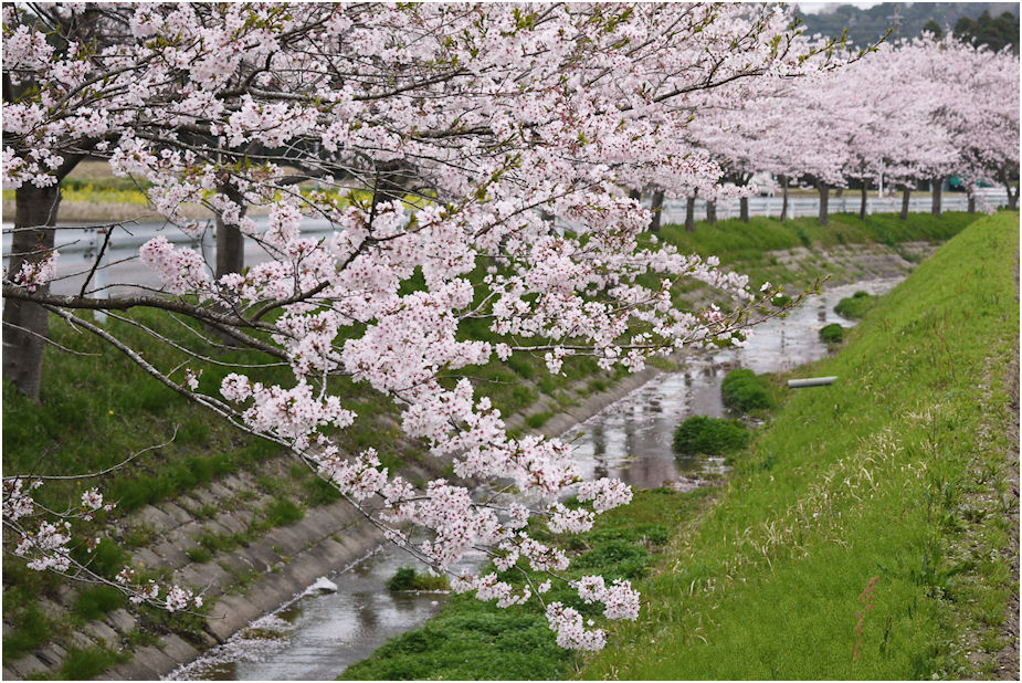 名残の桜