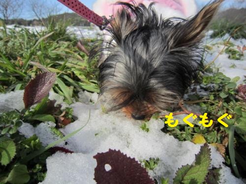 雪もぐもぐ