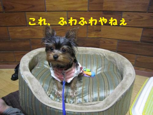 ふわふわボイ