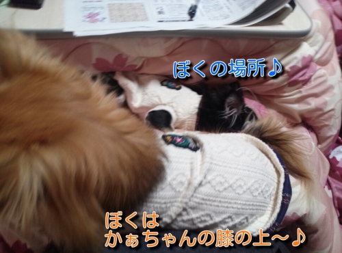 201312161045313fd.jpg
