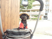 $ボムのひとりごと 改め ラボのひとごと